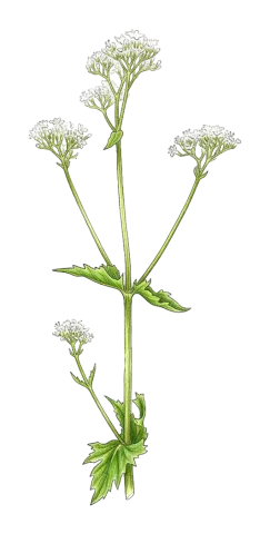 Valeriana alliariifolia
