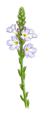 Verbena officinalis