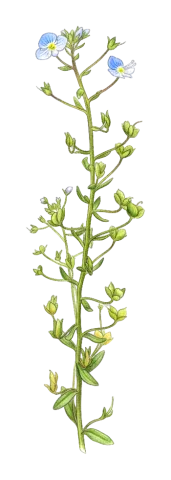Veronica bozakmanii