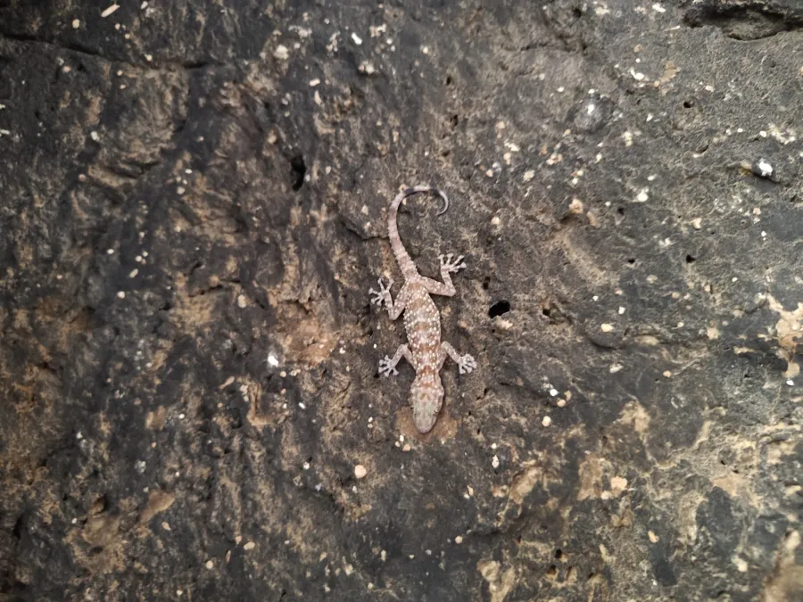 Werner's leaf-toed gecko
