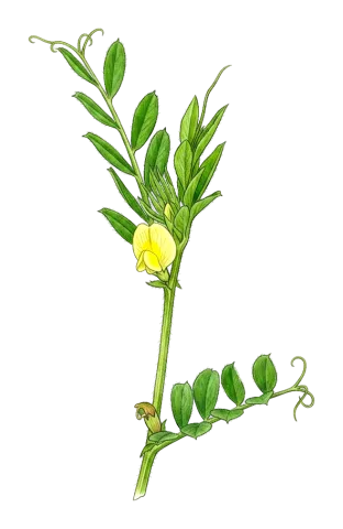 Vicia lathyroides