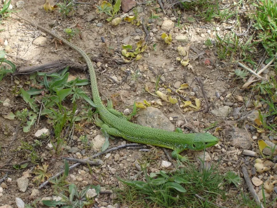 Three-line Lizard, Giant Green Lizard