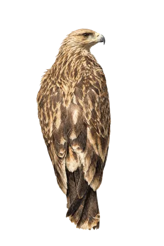 Eastern Imperial Eagle