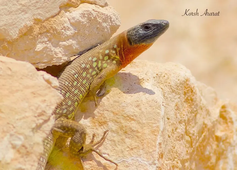 Kurdistan Lizard