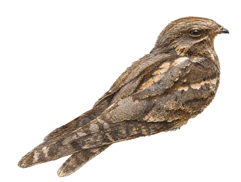 European Nightjar
