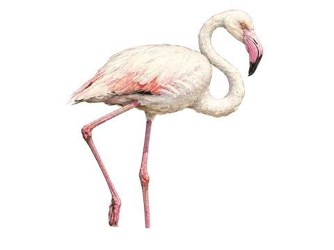 Greater Flamingo