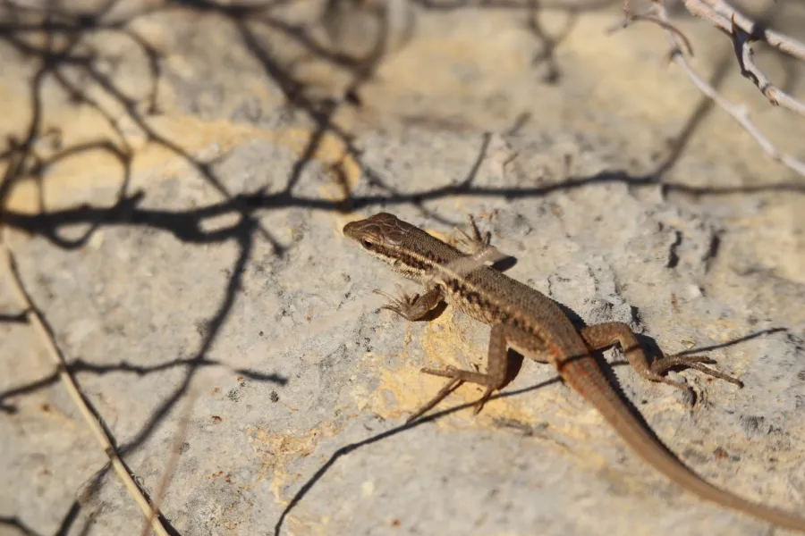 Snake-eyed Lizard