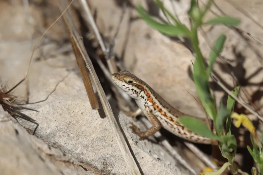 Snake-eyed Lizard