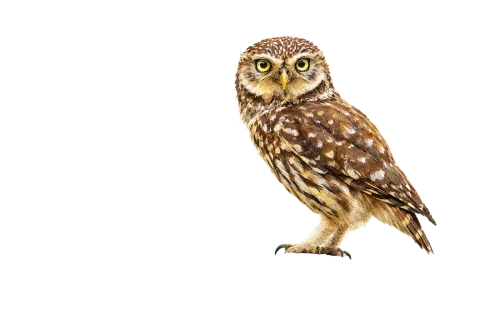 Little Owl