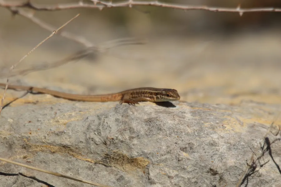 Snake-eyed Lizard