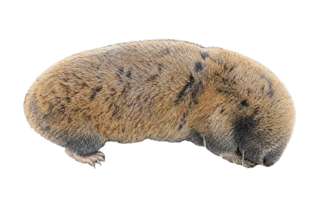 Middle East Blind Mole Rat