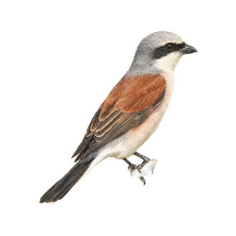 Red-backed Shrike