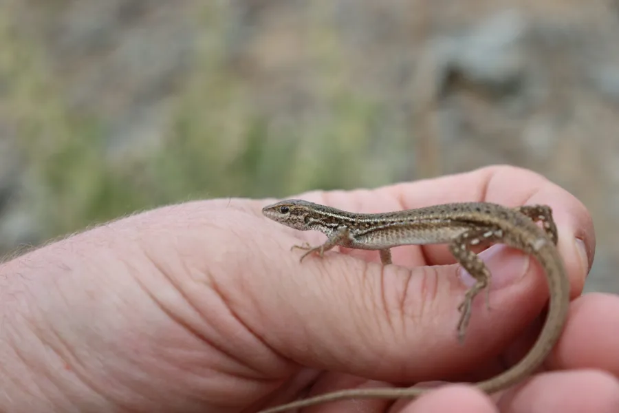 Snake-eyed Lizard