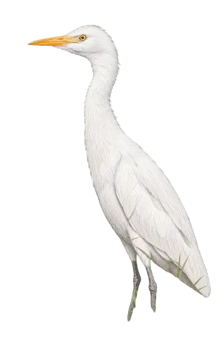 Cattle Egret