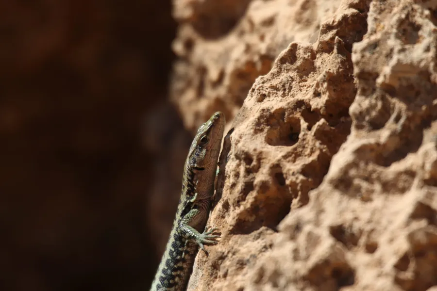 Anatolian Lizard