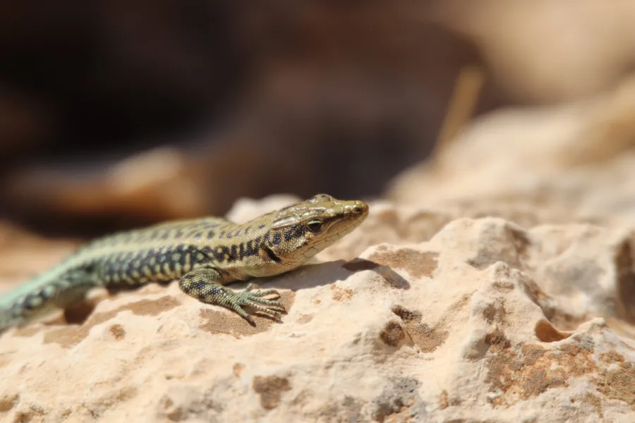 Anatolian Lizard