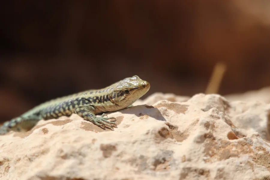 Anatolian Lizard