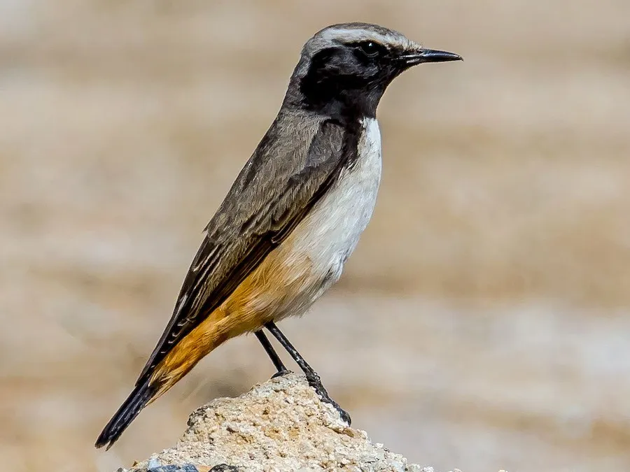 Kurdistan Wheatear