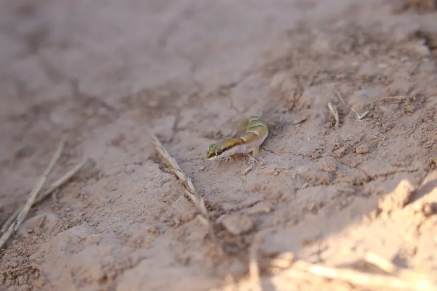 Khuzestan Dwarf gecko