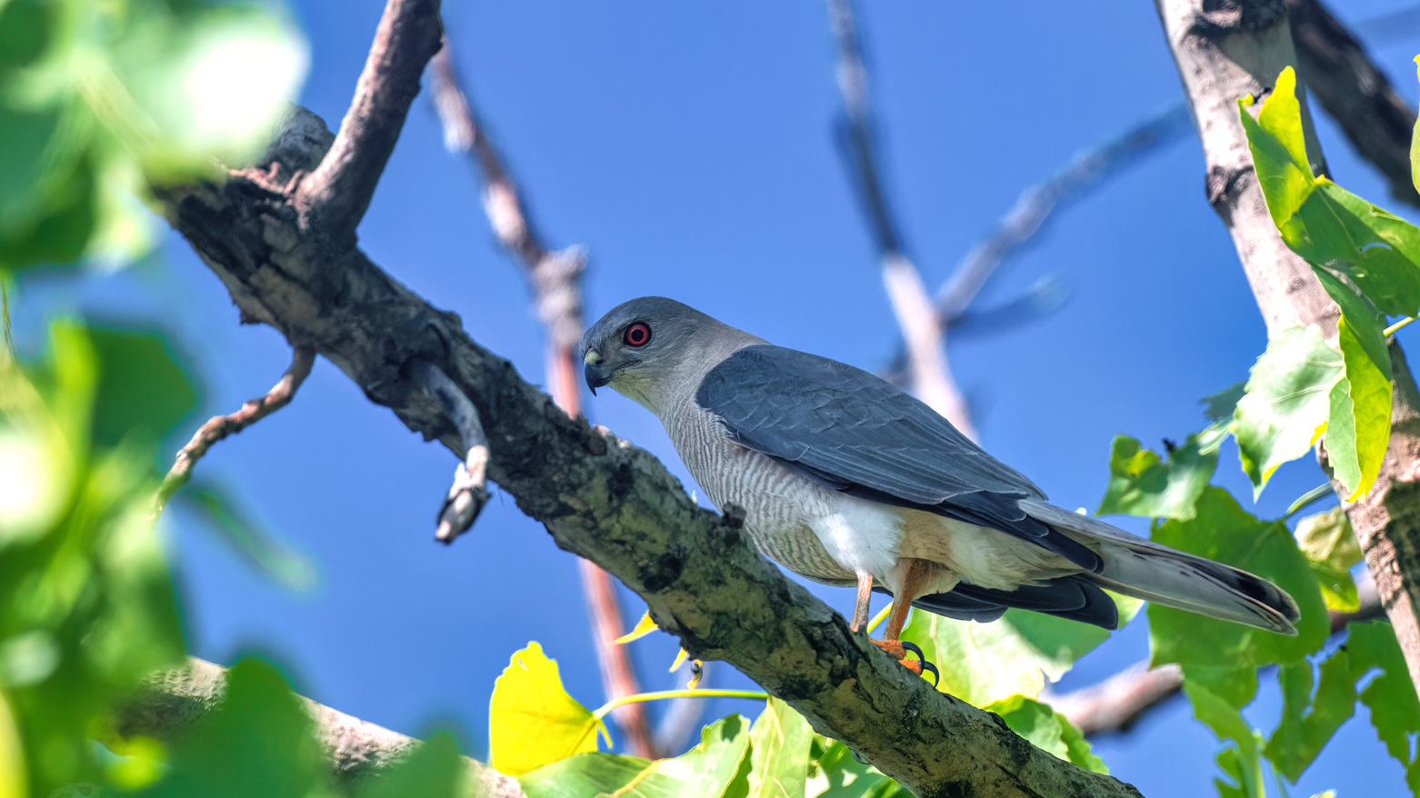 The First Documented Record of the Shikra in Kurdistan