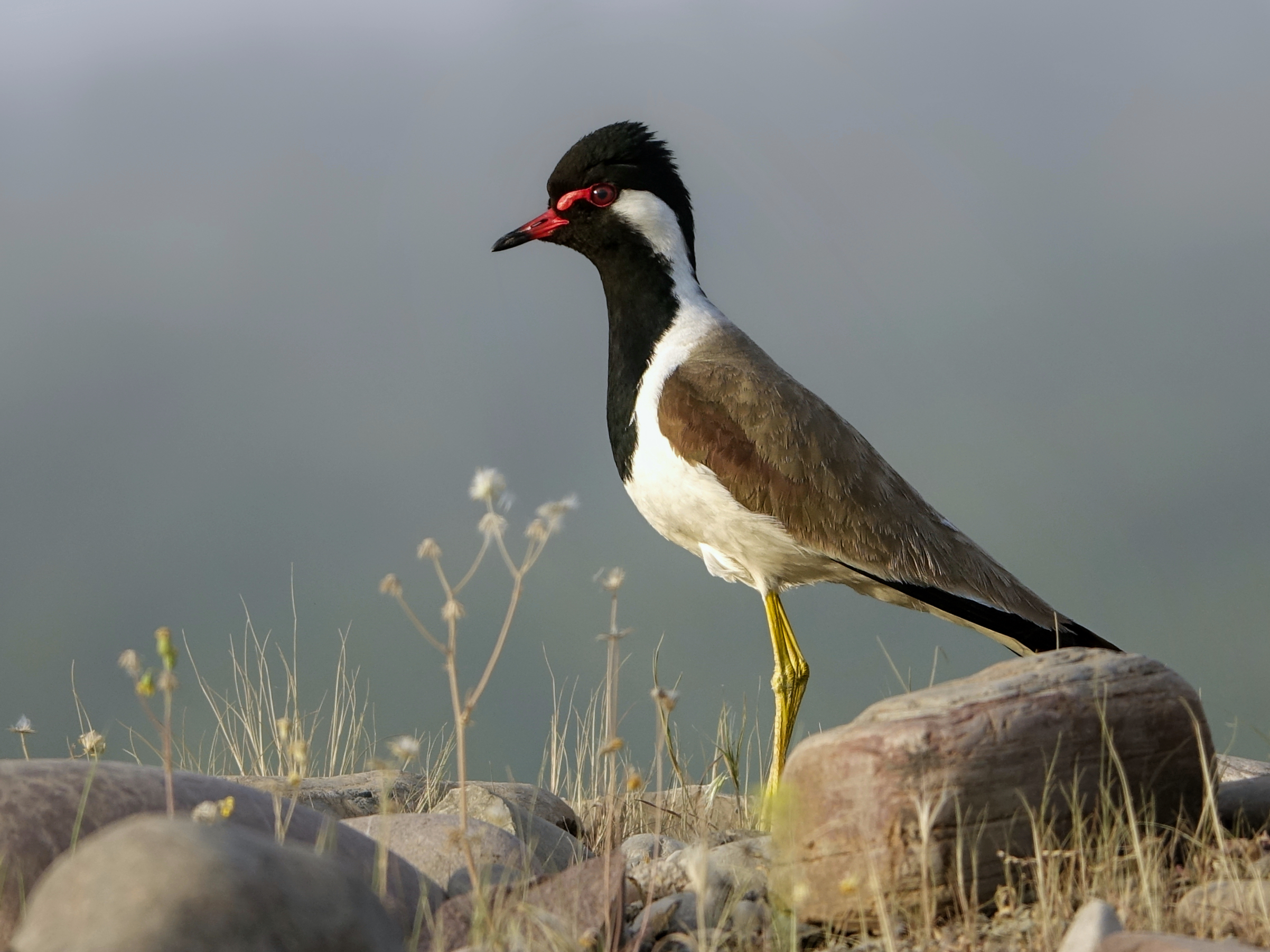 Red-wattled lapwing: Kurdistan’s alarm bird 