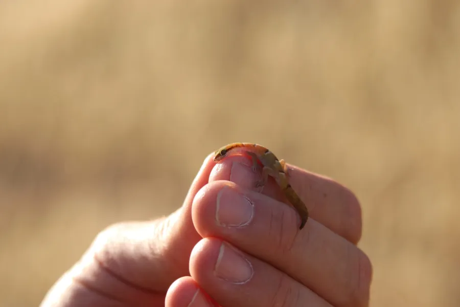Khuzestan Dwarf gecko