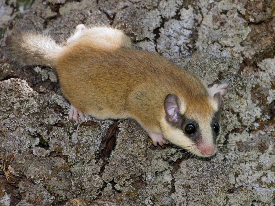 Forest Dormouse