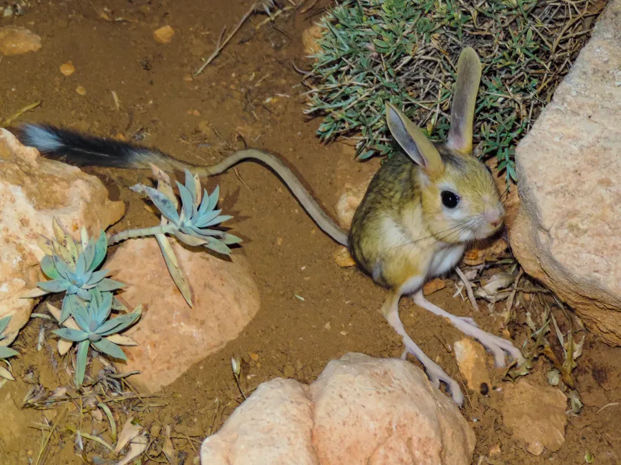 Euphrates Jerboa
