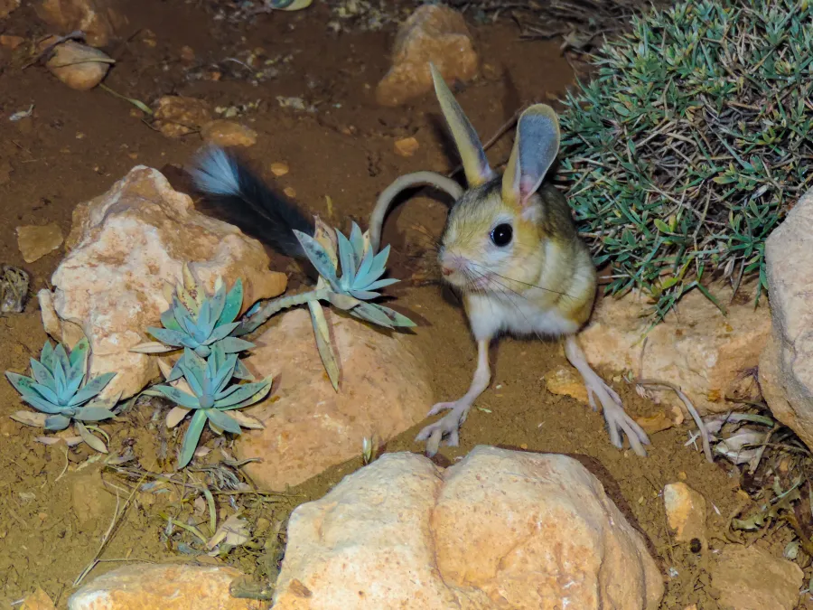 Euphrates Jerboa
