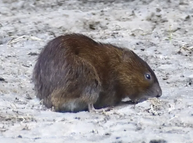 Eurasian Water Vole