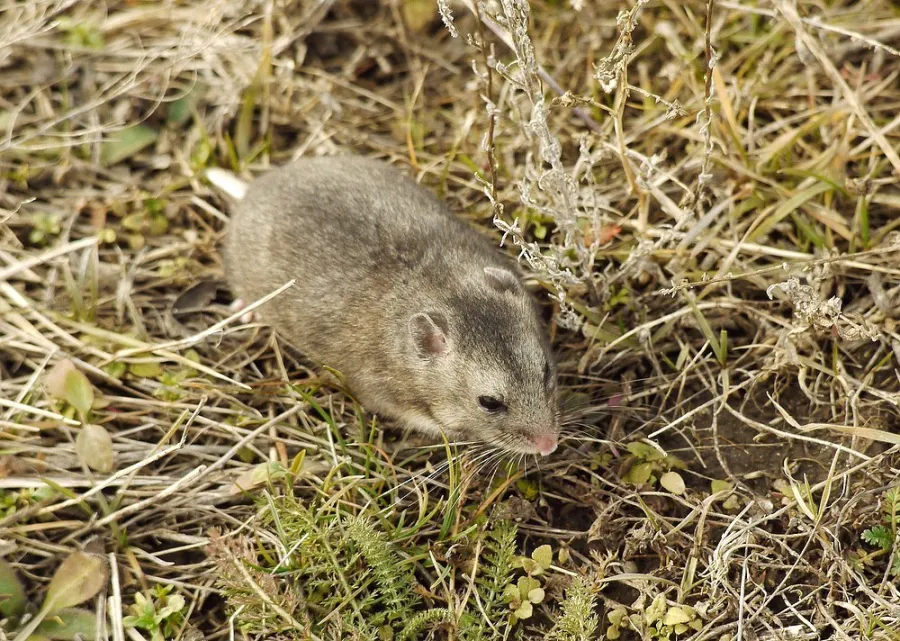 Gray Dwarf Hamster