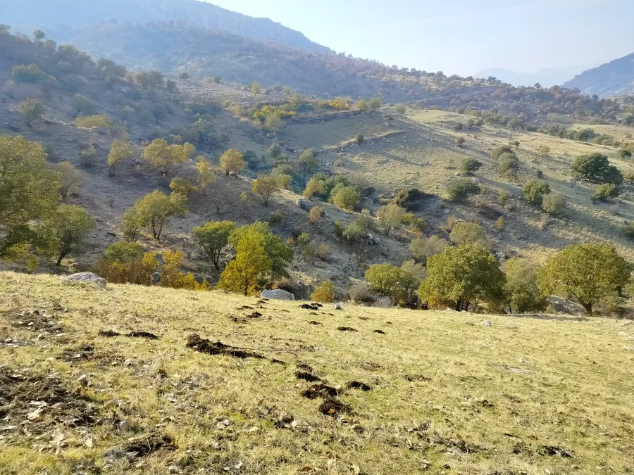 Transcaucasian Mole Vole