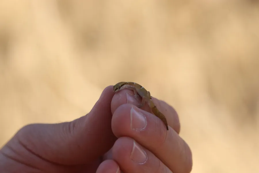 Khuzestan Dwarf gecko