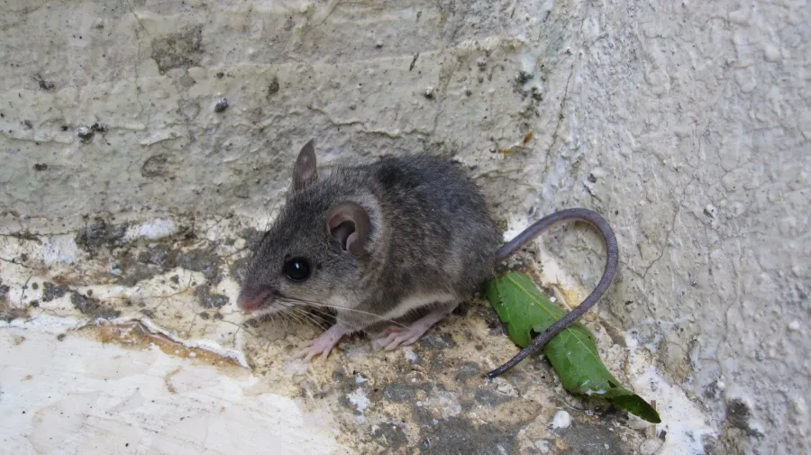 Eastern Broad-toothed Field Mouse