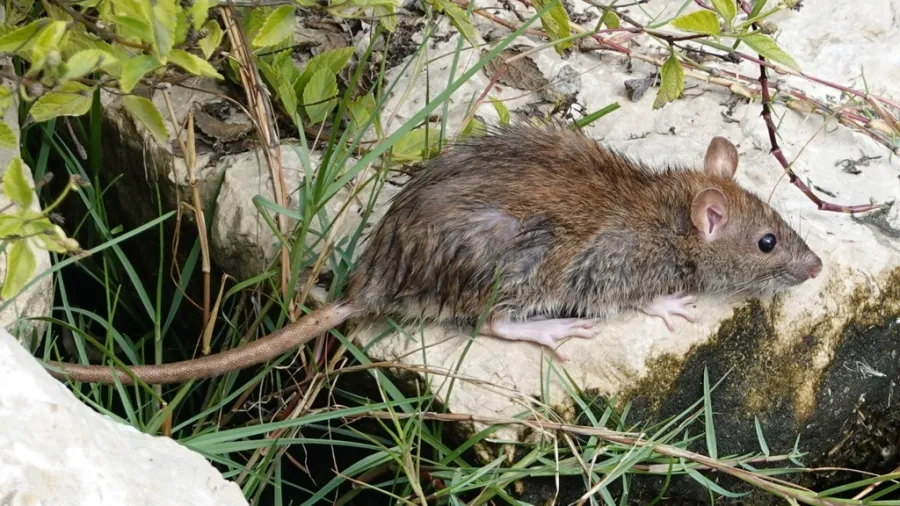 Brown Rat