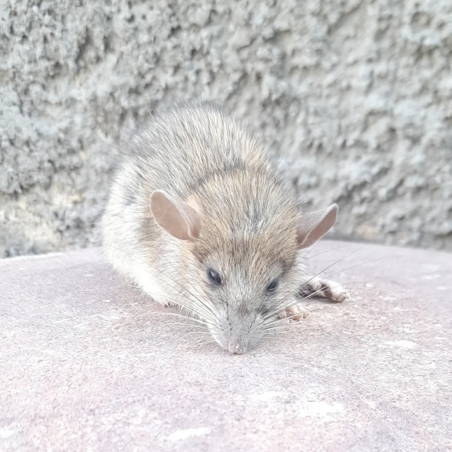 Roof Rat, House Rat