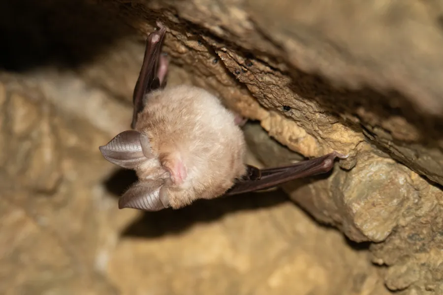 Mediterranean Horseshoe Bat