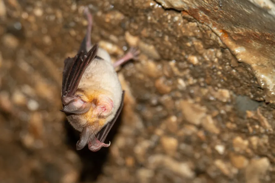 Mehely’s Horseshoe Bat