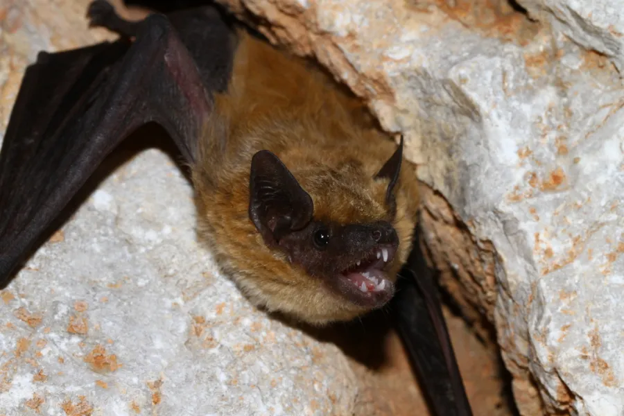 Anatolian Serotine