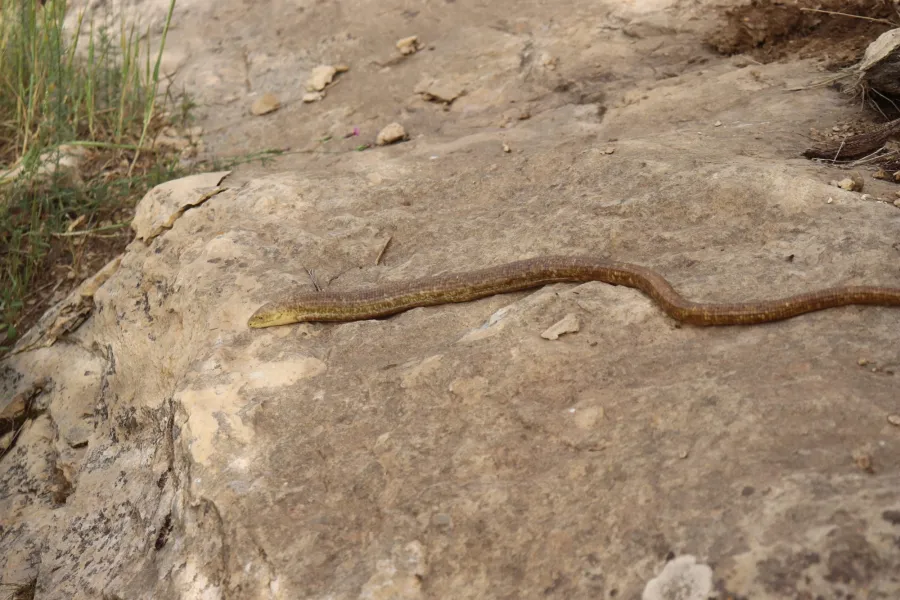 European glass lizard