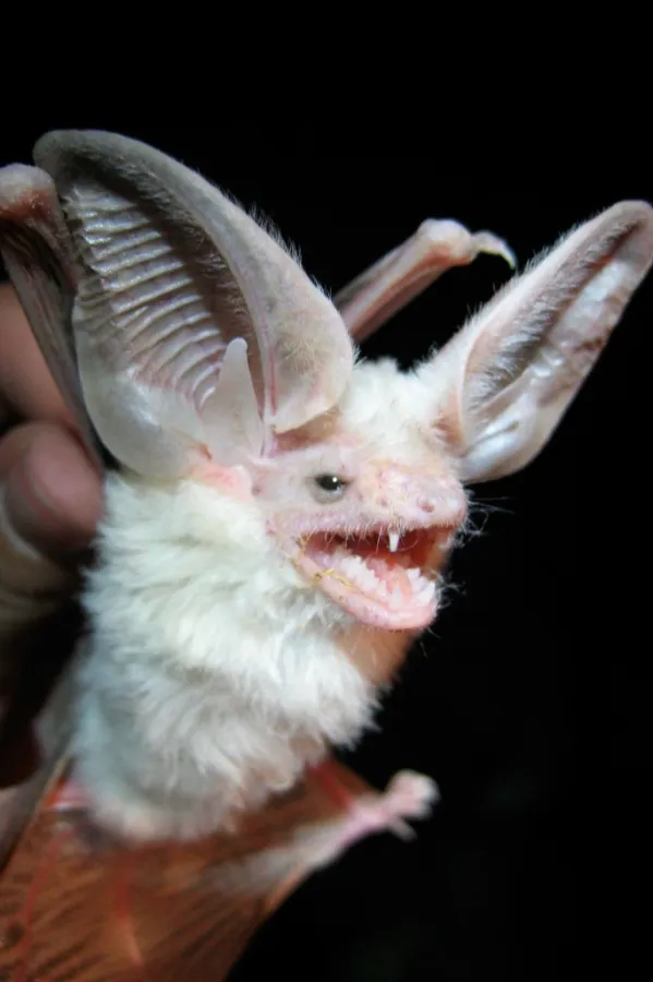 Hemprich’s Desert Bat