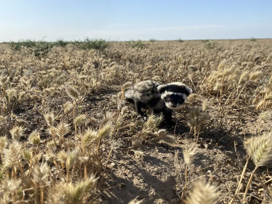 Marbled Polecat