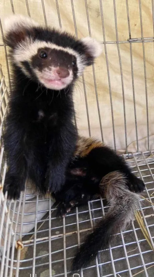 Marbled Polecat