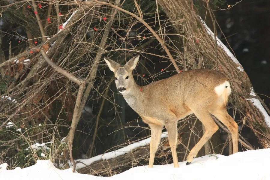Western Roe Deer