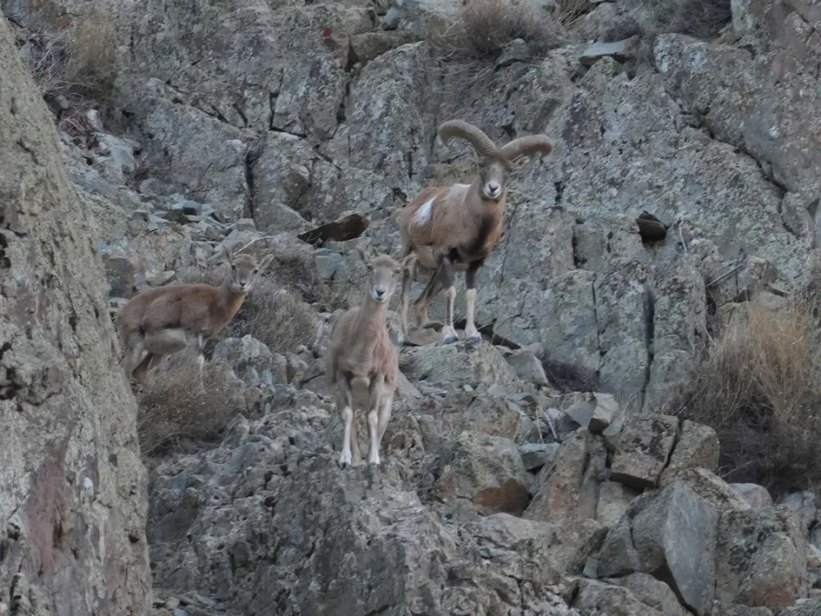 Armenian Mouflon