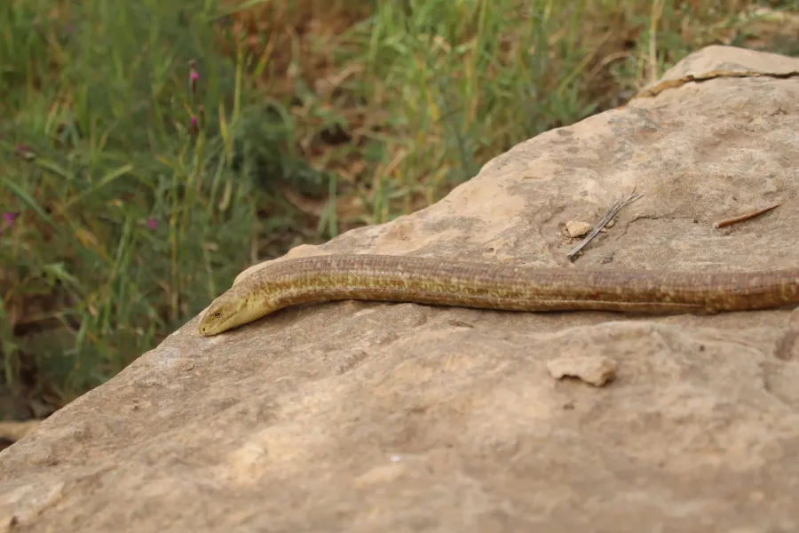 European glass lizard