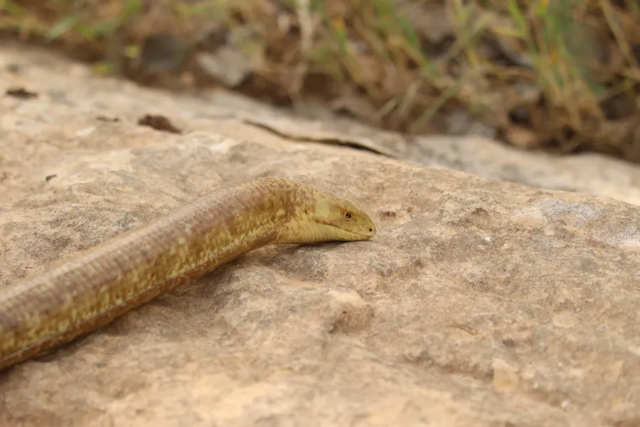 European glass lizard