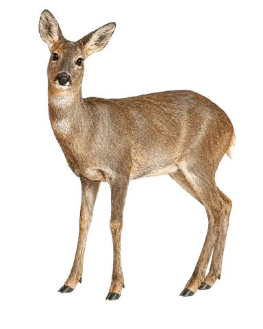 Western Roe Deer