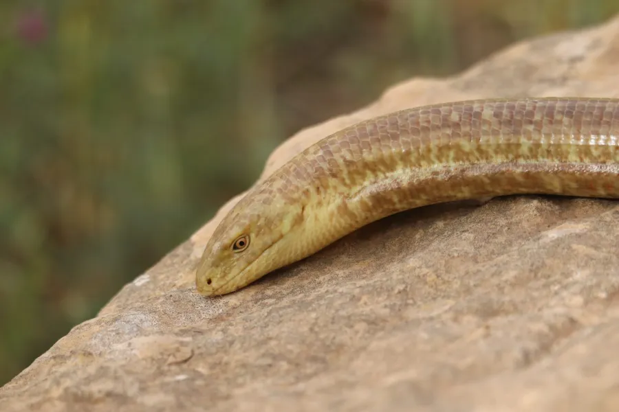 European glass lizard