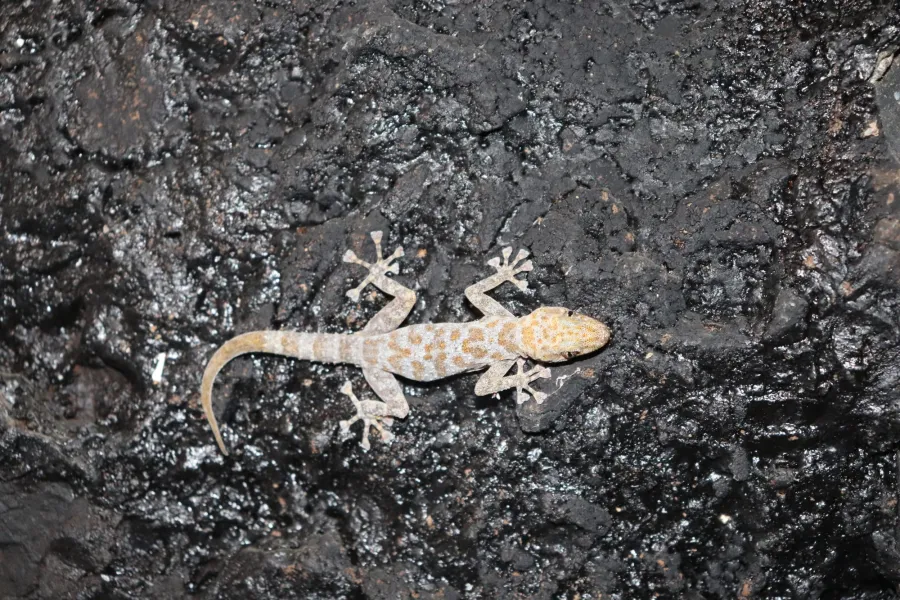 Saffin leaf-toed gecko